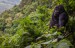 bwindi-impenetrable-national-park-destinations-uganda-maasai-wanderings-africa-mountain-gorilla